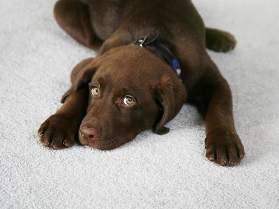 Brown puppy on carpet