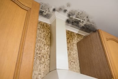 Black mold damage to home